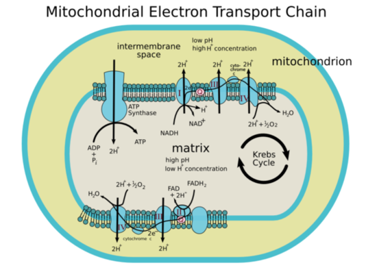 Electron Transport Chain Diagram Cellular Respiration