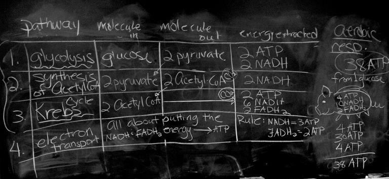 Table Summarizing the Four Subpathways of Aerobic Respiration