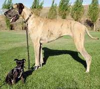 Artificial Selection Has Resulted in Domestic Dogs That Differ Greatly in Size, Appearance and Temperament