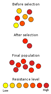 Resistance to antibiotics is increases though the survival of individuals immune to the effects of the antibiotic. Their offspring then inherit the resistance, creating a new population of resistant bacteria.