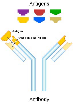 	Schematic diagram of an antibody and antigens