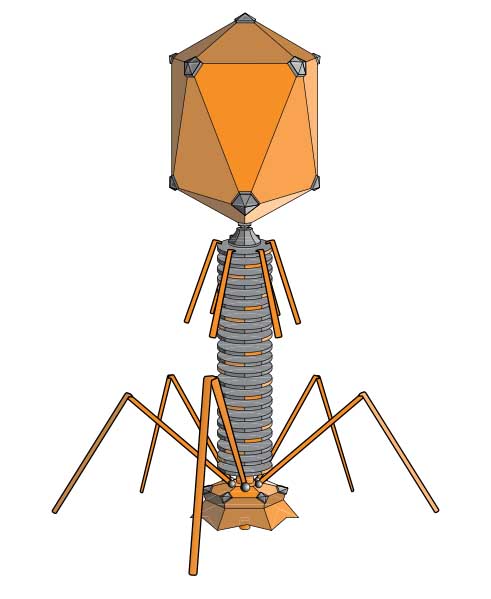 Bacteriophage Virus Exterior