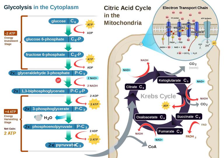 Illustration of Pathways of Aerobic Respiration