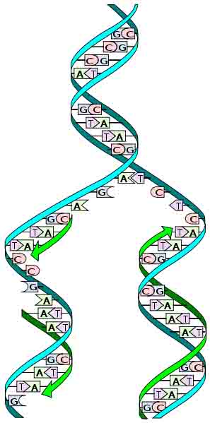 DNA replication