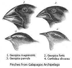 Darwin's Galapagos Finches