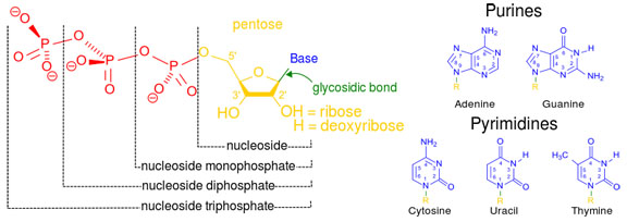 Nucleotide Chemical Structure