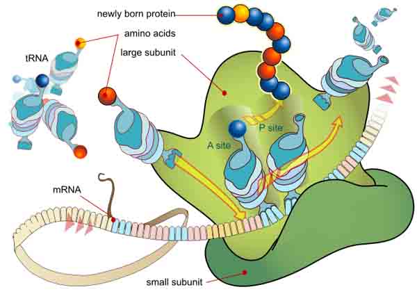 DNA Transcription from National Library of Medicine