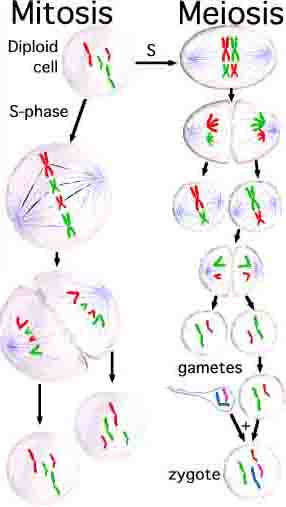 Diagram of Mitosis