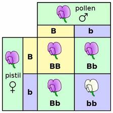 Punnett Square Image