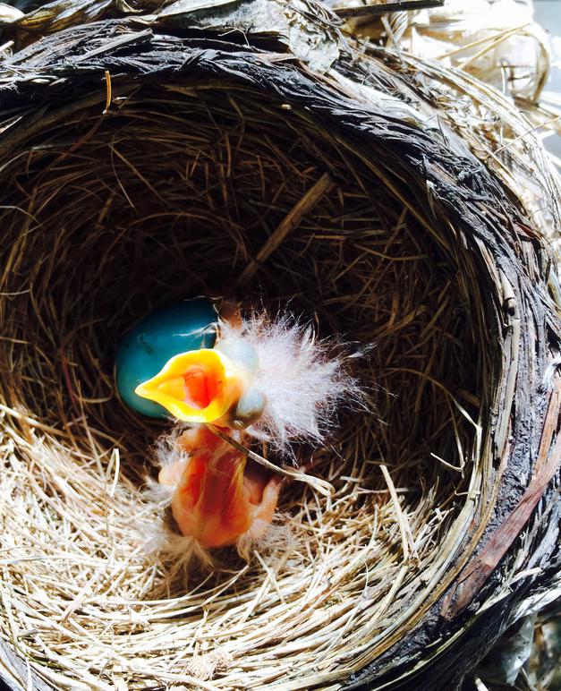 American robin same-day hatchling begging for food.