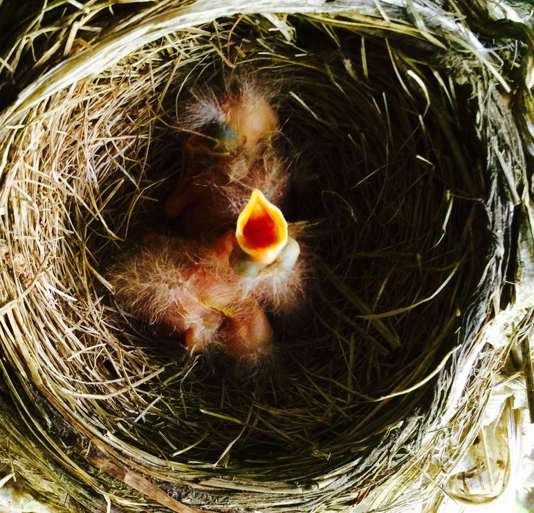 American robin hatchling chicks, day of hatching.