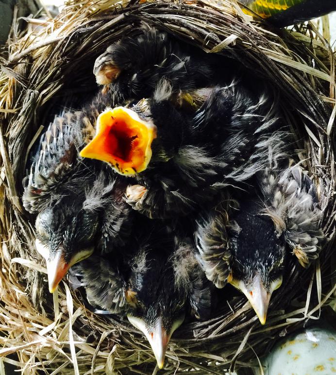 American Robin Nestling Chicks 10 Days Old