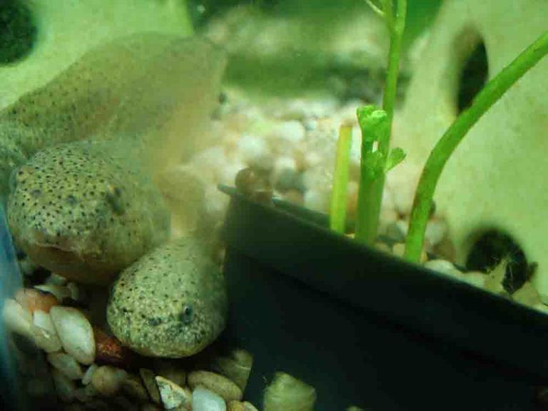 Large and Small Bullfrog Tadpoles