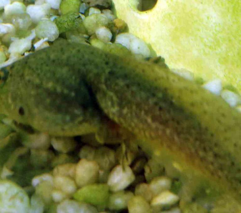 American Bullfrog Tadpole with Rear Legs