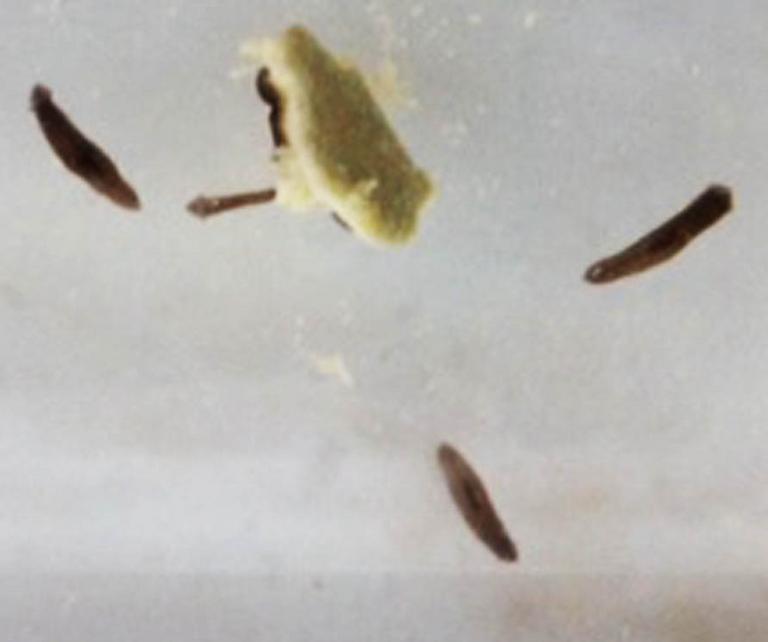 Dugesia Flatworms Eating Hard Boiled Egg Yolk