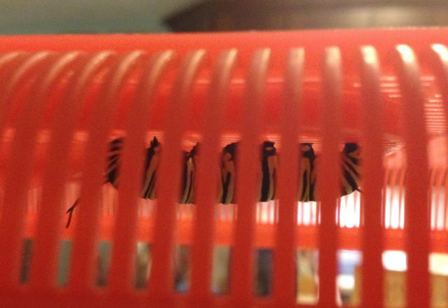 Monarch caterpillar at top of container preparing to build chrysalis.