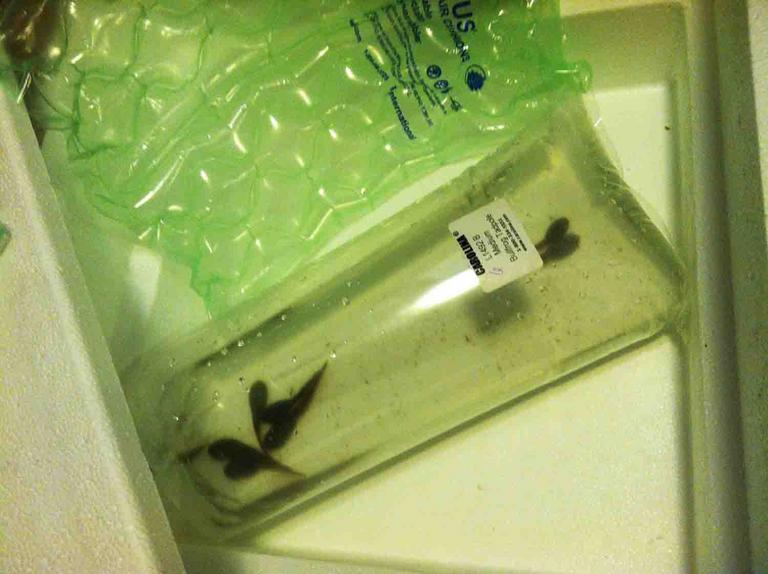 Bullfrog tadpoles delivered from Carolina Biological Supply