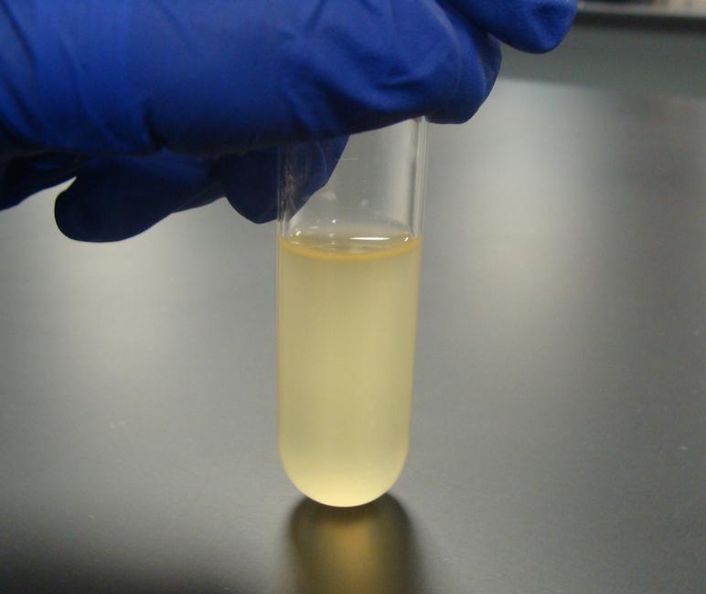 Staphylococcus epidermidis growing in liquid media creates a turbid, cloudy broth.