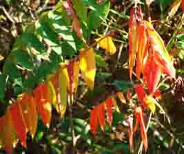 Sumac, Rhus spp Photo