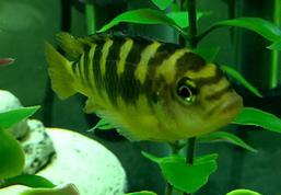 Bumblebee Cichlid (Pseudotropheus crabro)