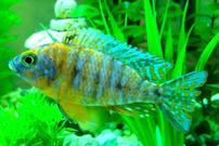 Peacock Cichlid (Aulonocara)