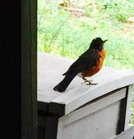 American Robin Female Guarding Nest