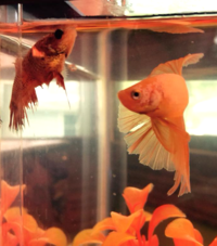 Female crown tail betta (looking a bit beat up) and male half moon beta.