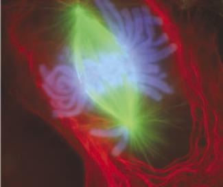 Animal cell undergoing mitosis and stained with with fluorescent dyes.