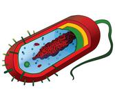 Illustration of Prokaryotic Cell