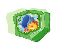 Drawing of a Plant Cell