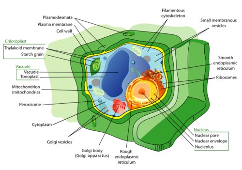 Plant Cell Labeled Diagram