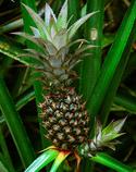 Photo of Pineapple