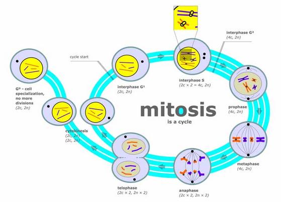 Major Events of Eukaryotic Cell Division