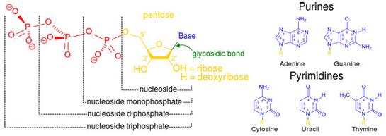 Nucleotide Chemical Structure