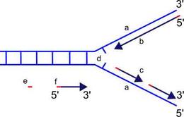 DNA Replication Fork