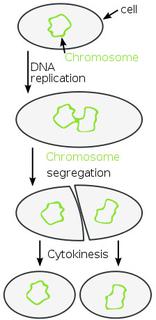 Binary Fission Diagram