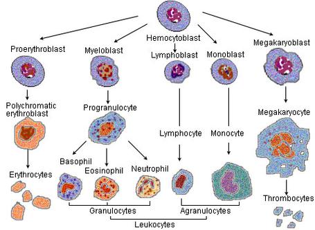 Blodd Cell Lineage