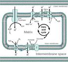 Diagram of the Electron Transport Chain