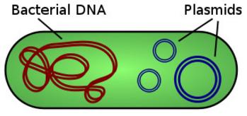 Illustration of Bacterial Plasmid and Nucleoid