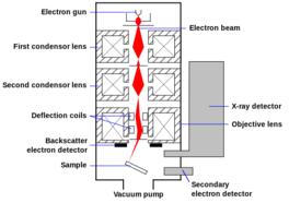 Diagram of scanning electron microscope.