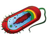 Prokaryotic Cell