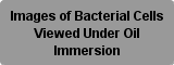 Bacterial Cells Viewed Under Oil Immersion Button