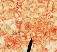 Endospore stained Bacillus subtilis bacteria. The vegetative (active) cells are stained pink/red and the endospores are light green. 