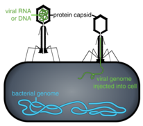 Diagram of how some bacteriophages infect bacterial cells (not to scale; bacteriophages are much smaller than bacteria).