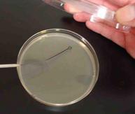 TSY Agar Plat Being Streaked With Inoculation Loop