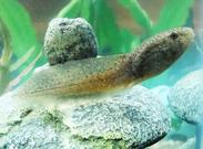 Bullfrog Tadpole in Aquarium Tank