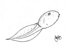 Tadpole Coloring Page