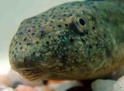 Bullfrog Tadpole Close-up of Head, Note Little Round Mouth and Whiskers for Sucking Up Algae