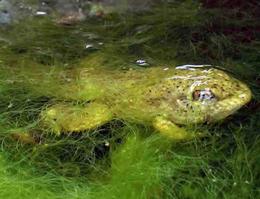 Bullfrog Tadpole Body Changing Shape Into Frog