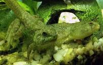 American Bullfrog Froglet and Tadpole at Different Stages of Metamorphosis